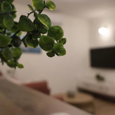 Avocado Dream *