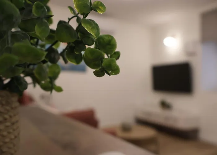 Avocado Dream *